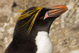 Macaroni Penguin 